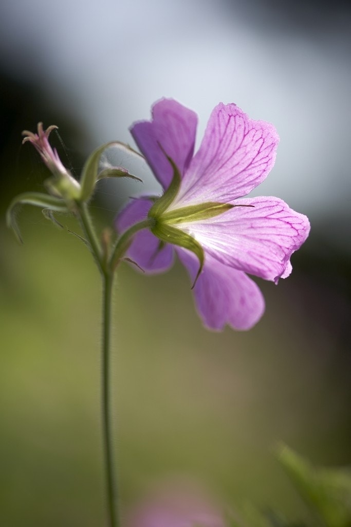 Ooievaarsbek (Geranium endressii)