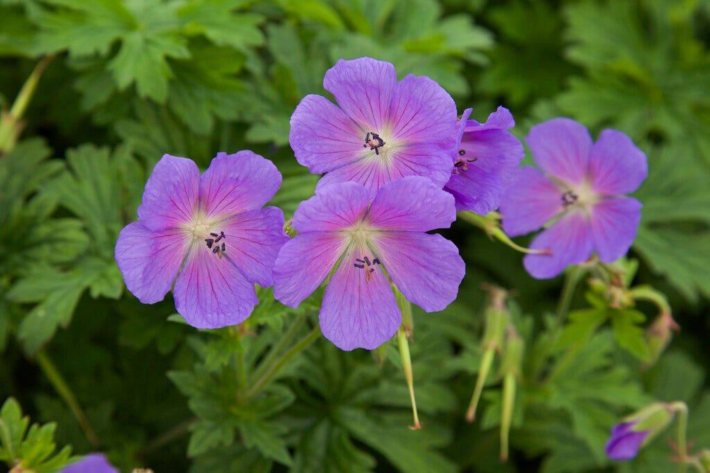 Ooievaarsbek (Geranium himalayense 'Baby Blue')