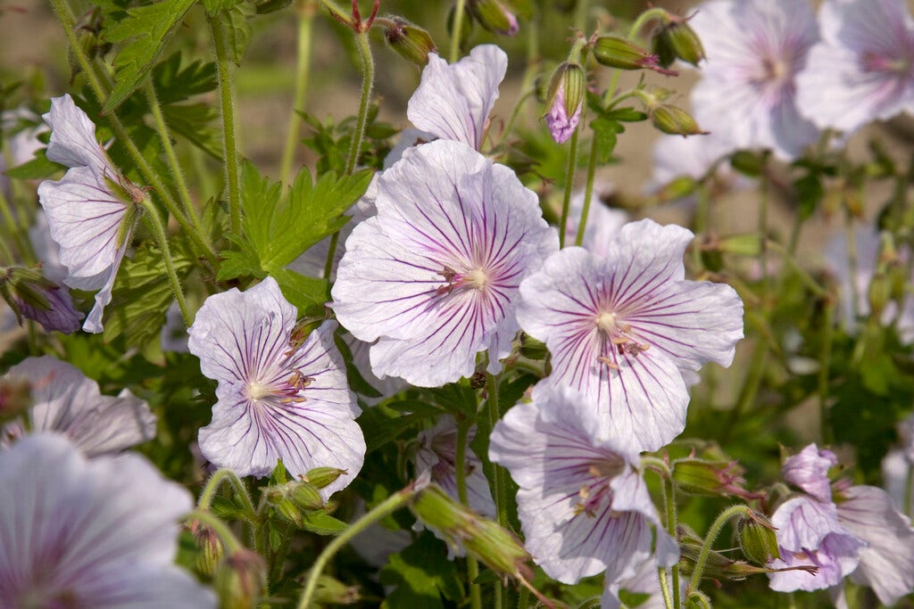 Ooievaarsbek (Geranium himalayense 'Derrick Cook')