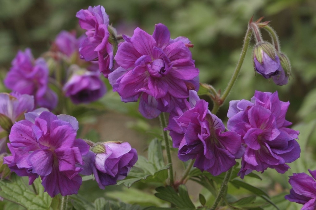 Ooievaarsbek (Geranium himalayense 'Plenum')