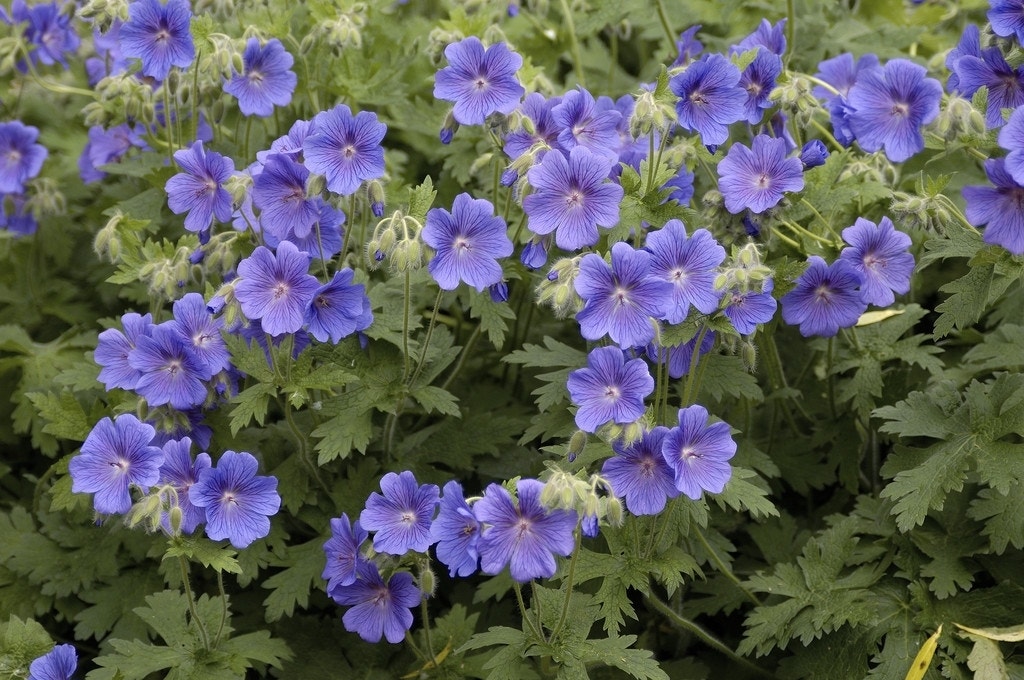 Ooievaarsbek (Geranium himalayense)