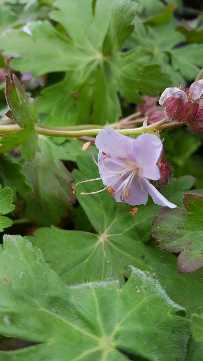 Ooievaarsbek (Geranium macrorrhizum 'Ingwersen's Variety')