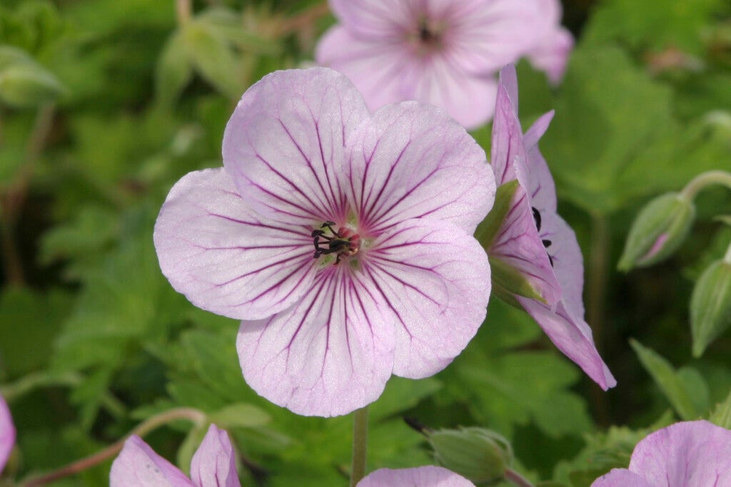 Ooievaarsbek (Geranium 'Joy')