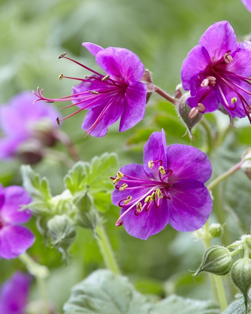 Ooievaarsbek (Geranium macrorrhizum 'Czakor')