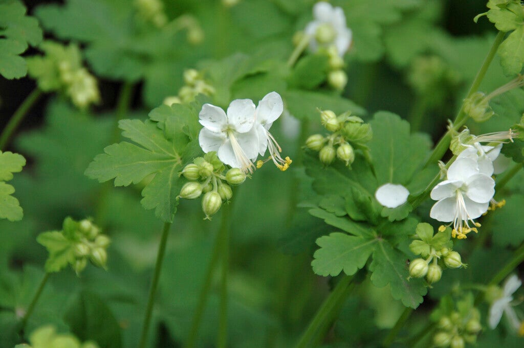 Ooievaarsbek (Geranium macrorrhizum 'White Ness')