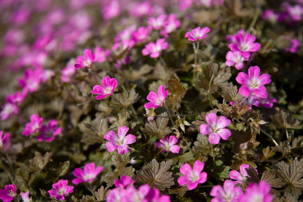 Ooievaarsbek (Geranium 'Orkney Cherry')