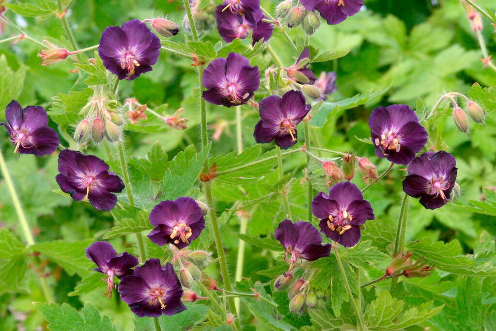 Ooievaarsbek (Geranium phaeum 'Raven')