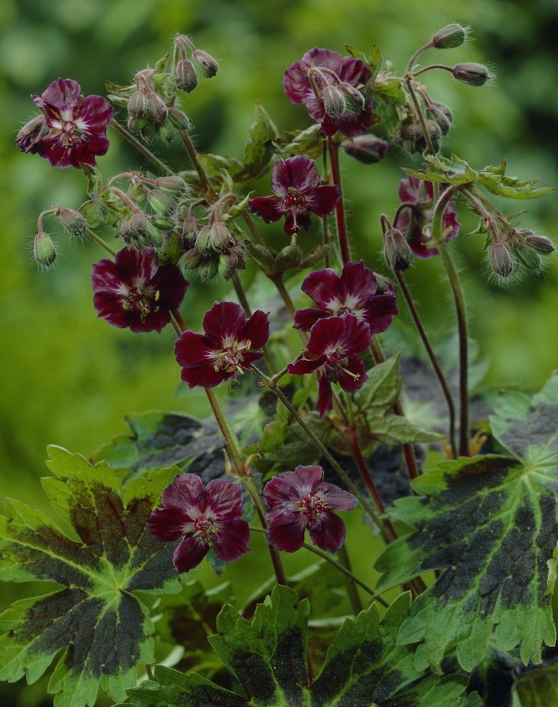 Ooievaarsbek (Geranium phaeum 'Samobor')