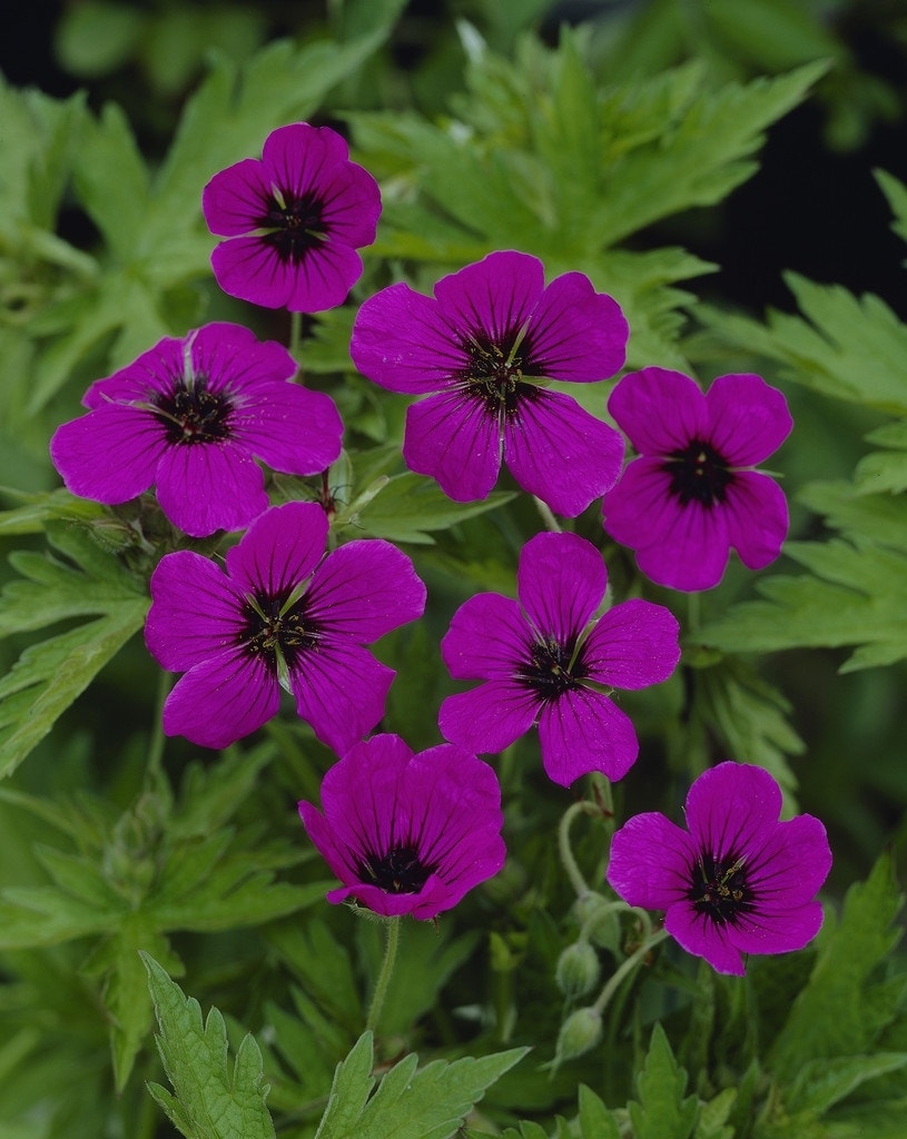 Ooievaarsbek (Geranium psilostemon)