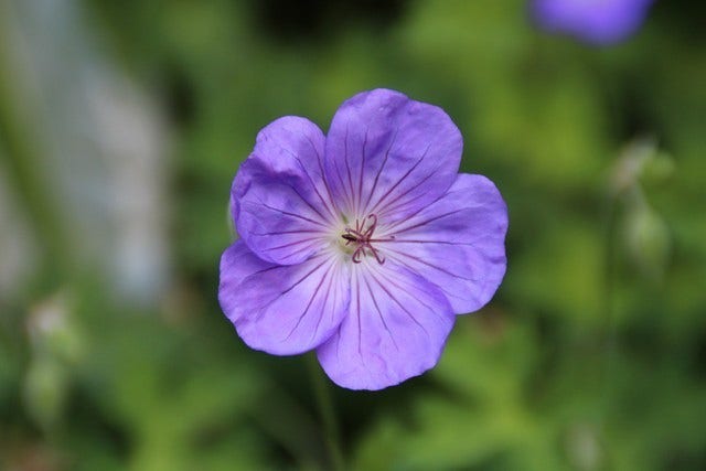 Ooievaarsbek (Geranium 'Rozanne')