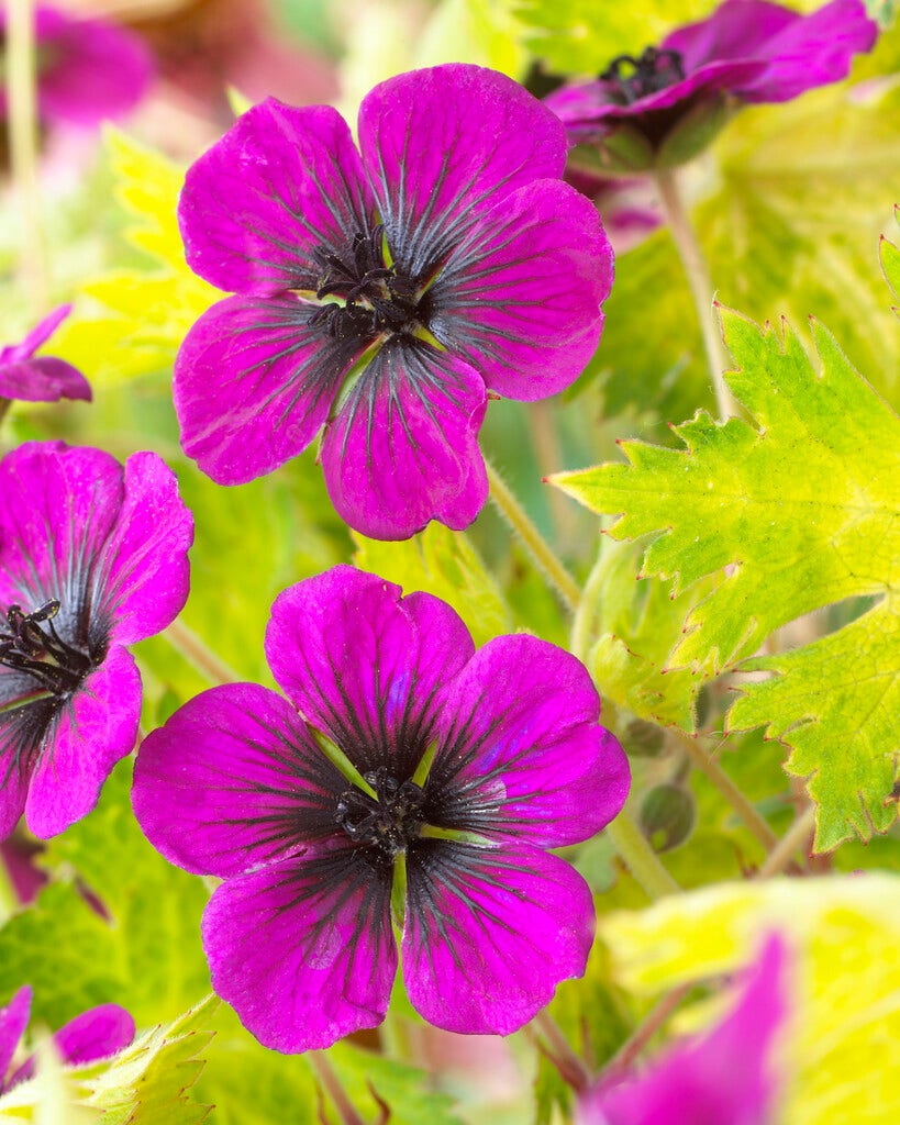 Ooievaarsbek (Geranium 'Sandrine')