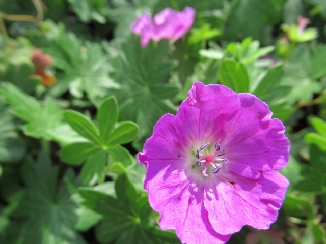 Ooievaarsbek (Geranium sanguineum 'New Hampshire Purple')