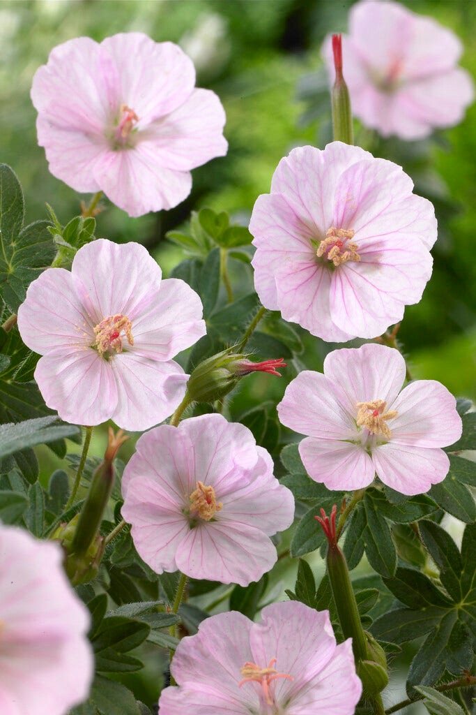 Ooievaarsbek (Geranium sanguineum 'Apfelblute')