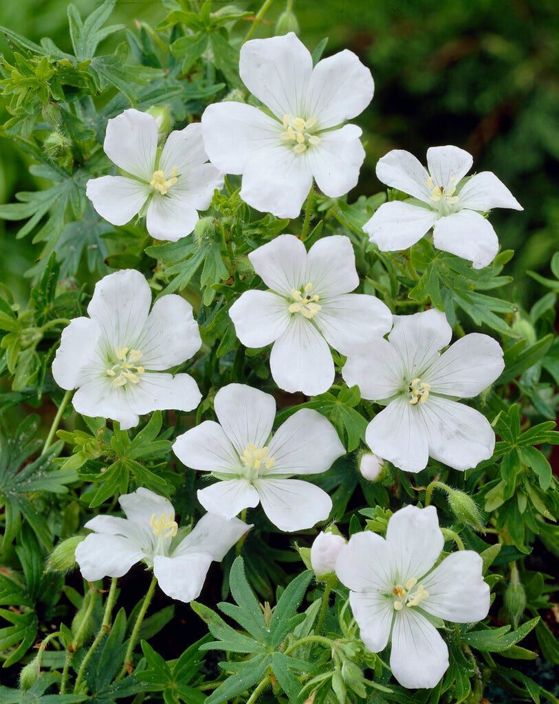 Ooievaarsbek (Geranium sylvaticum 'Album')