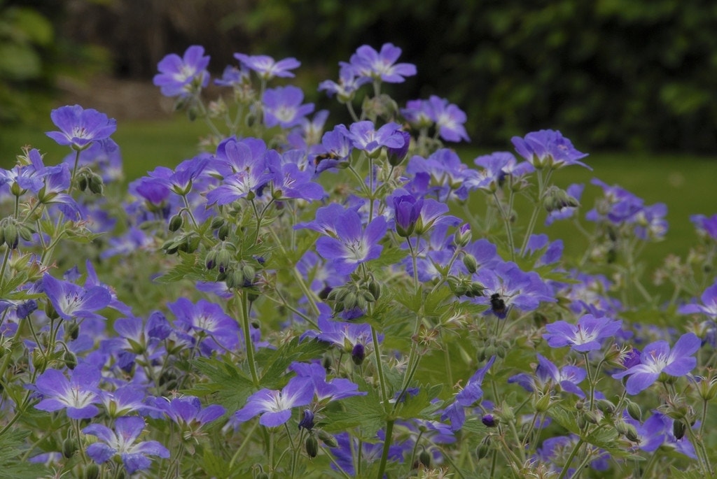 Ooievaarsbek (Geranium sylvaticum 'Mayflower')