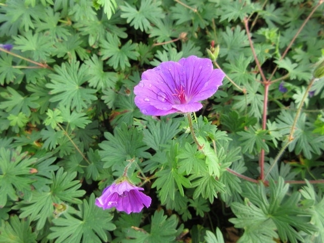 Ooievaarsbek (Geranium 'Tiny Monster')