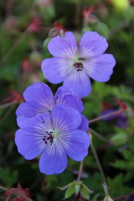 Ooievaarsbek (Geranium wallichianum 'Buxton's Variety')