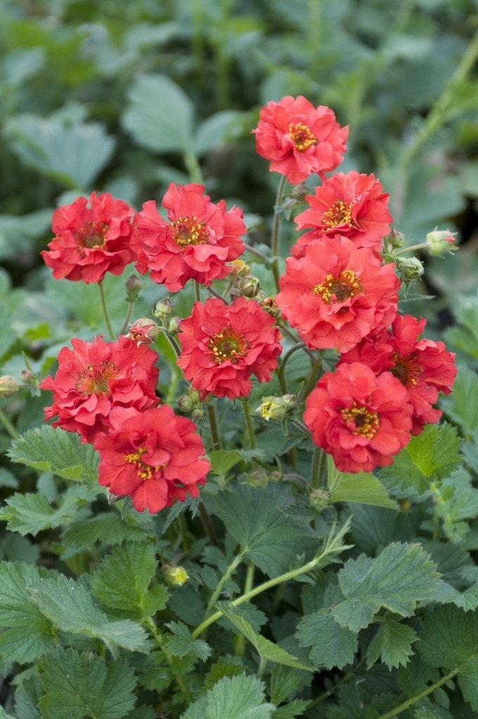 Nagelkruid (Geum chiloense 'Mrs Bradshaw')