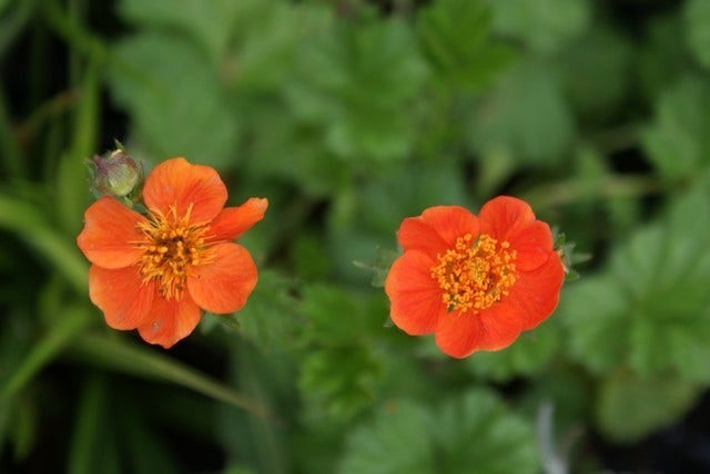 Nagelkruid (Geum coccineum 'Borisii')