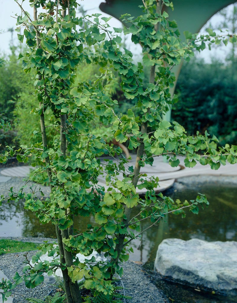 Japanse Notenboom, meerstammig (Ginkgo biloba)