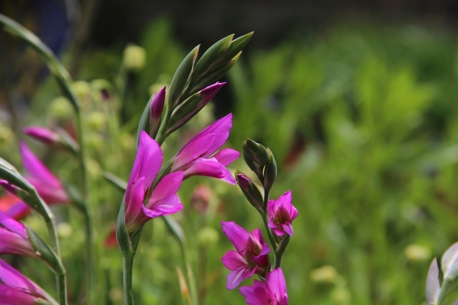 Gladiolen (Gladiolus communis subsp. byzantinus)