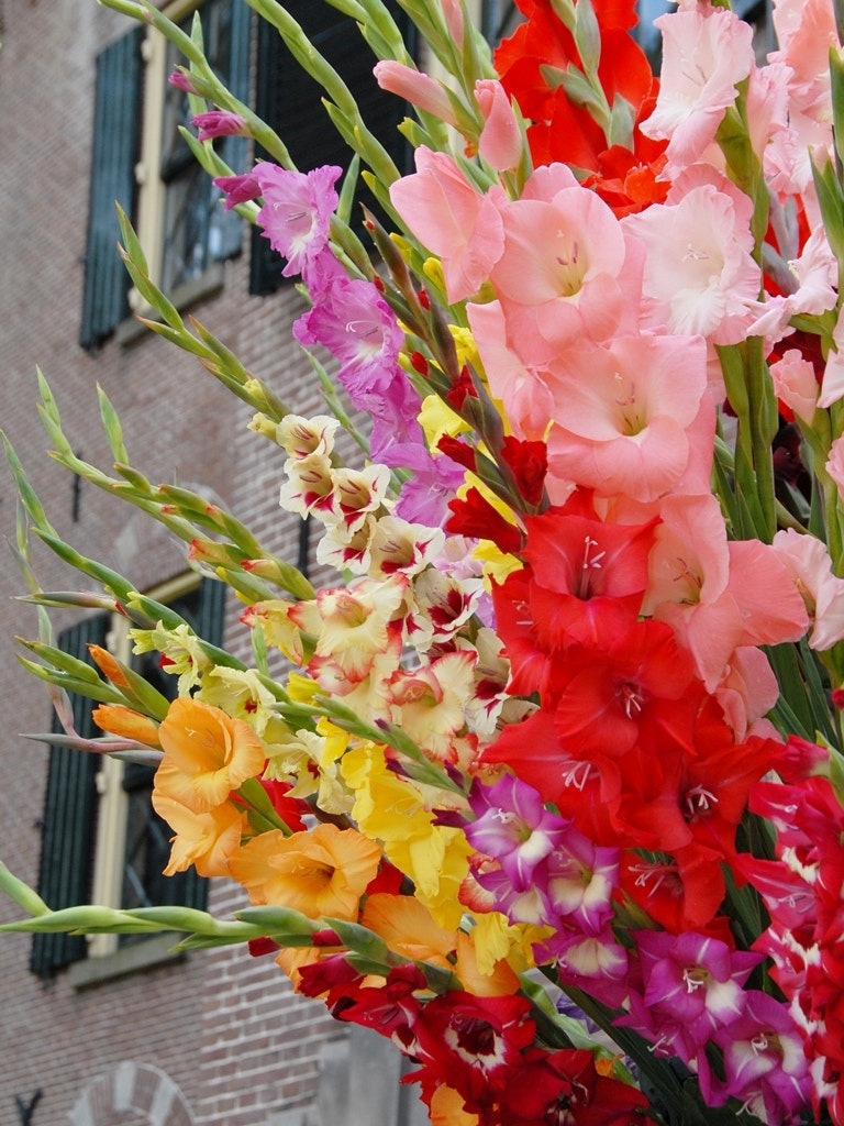 Gladiolen (Gladiolus grootbloemig mix)