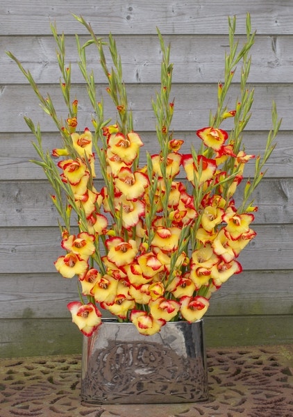 Gladiolen (Gladiolus primulinus 'Las Vegas')