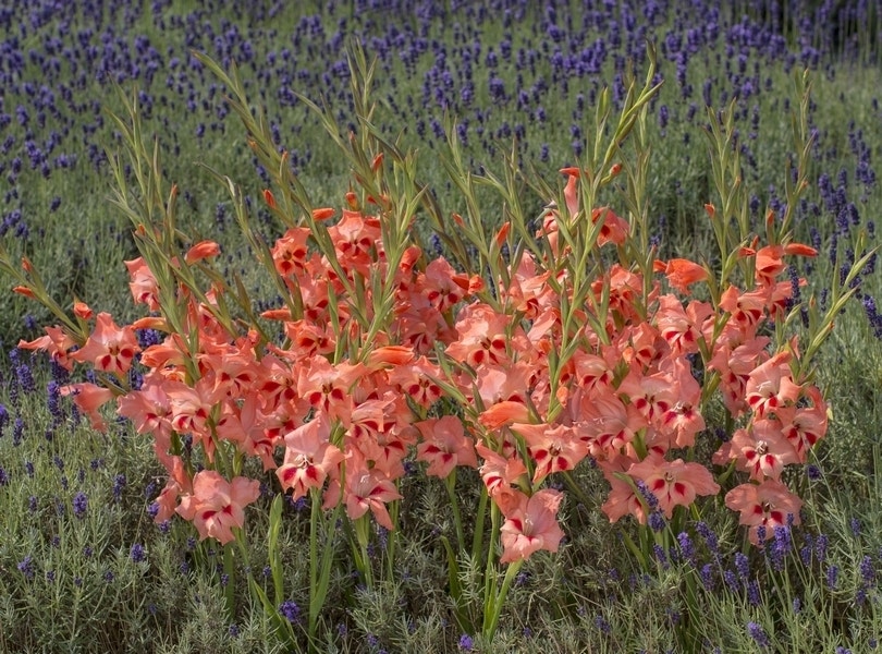 Gladiolen (Gladiolus nanus 'Nathalie')