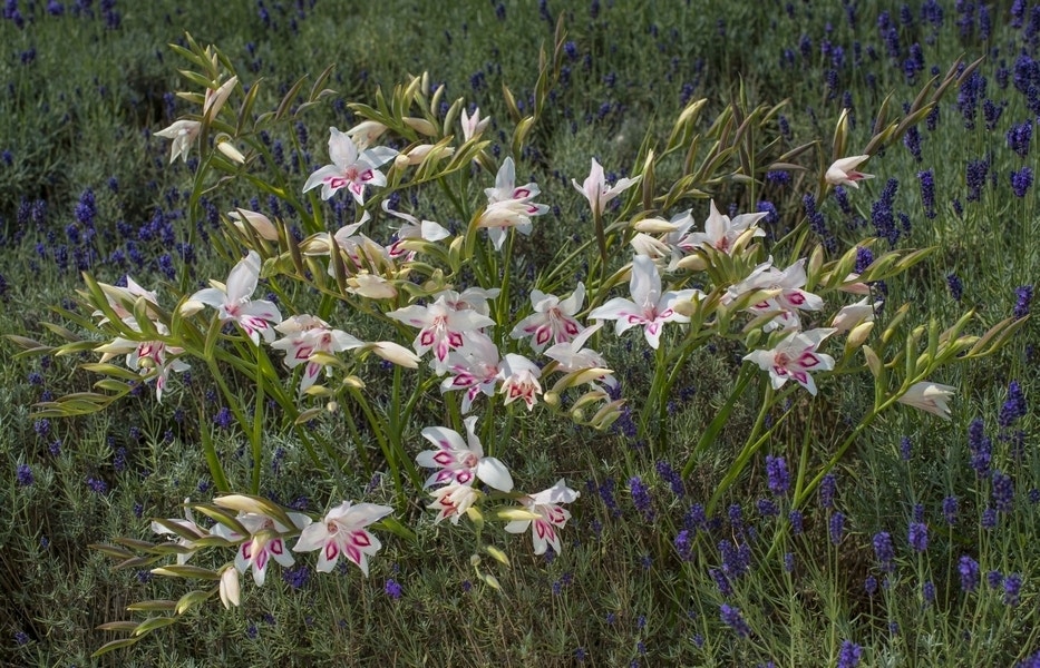 Gladiolen (Gladiolus nanus 'Nymph')