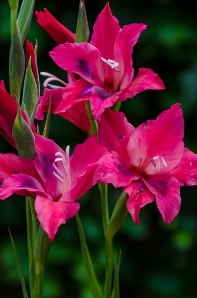 Gladiolen (Gladiolus nanus 'Vulcano')