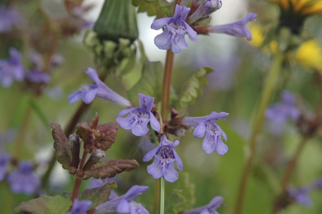 Hondsdraf (Glechoma hederacea)