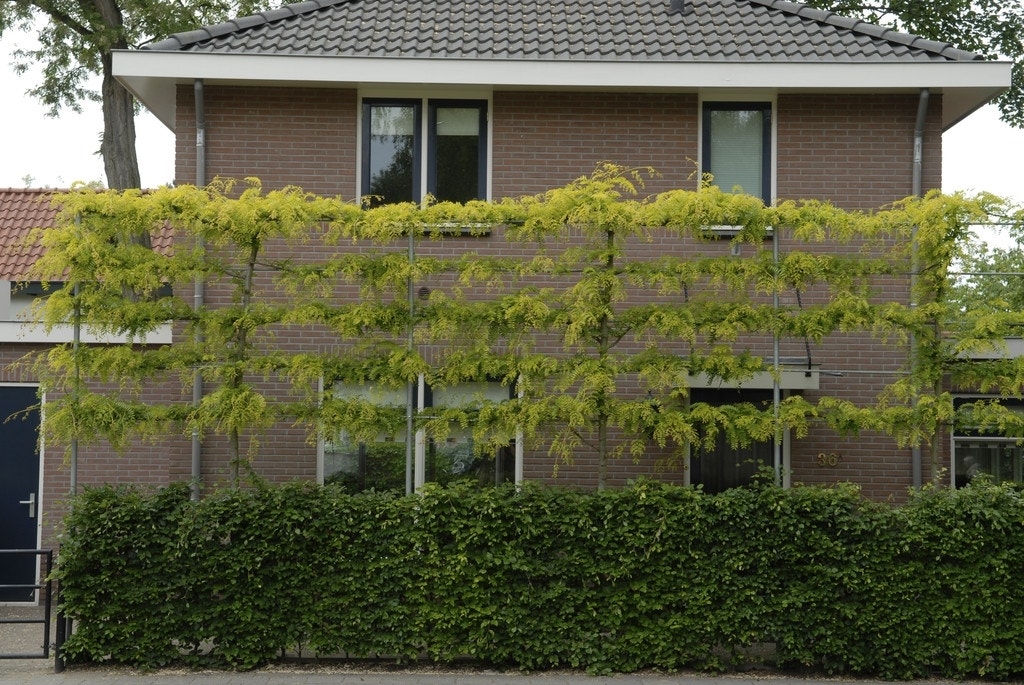 Valse Christusdoorn als leiboom (Gleditsia triacanthos 'Sunburst')