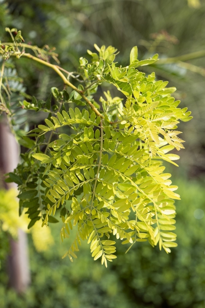 Geelbladige Christusdoorn als struik (Gleditsia triacanthos 'Sunburst')