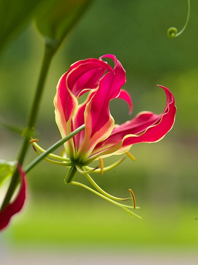 Prachtlelie (Gloriosa 'Rotschildiana')