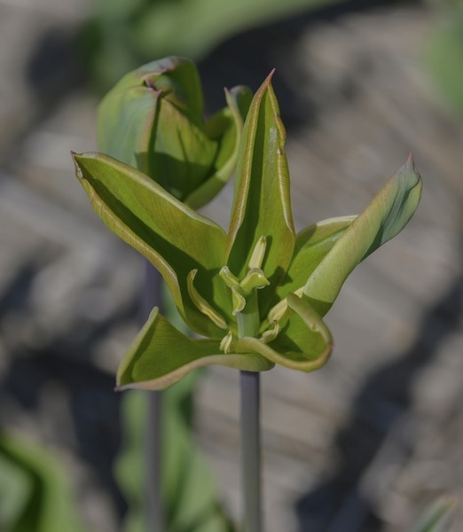 Tulp (Tulipa 'Green King')