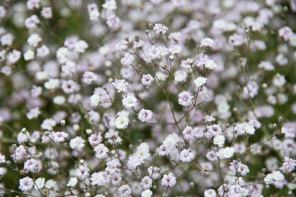 Gipskruid (Gypsophila paniculata 'Bristol Fairy')