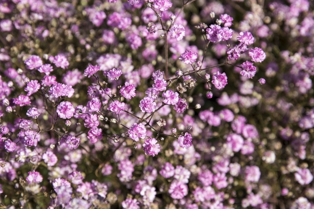 Gipskruid (Gypsophila paniculata 'Flamingo')