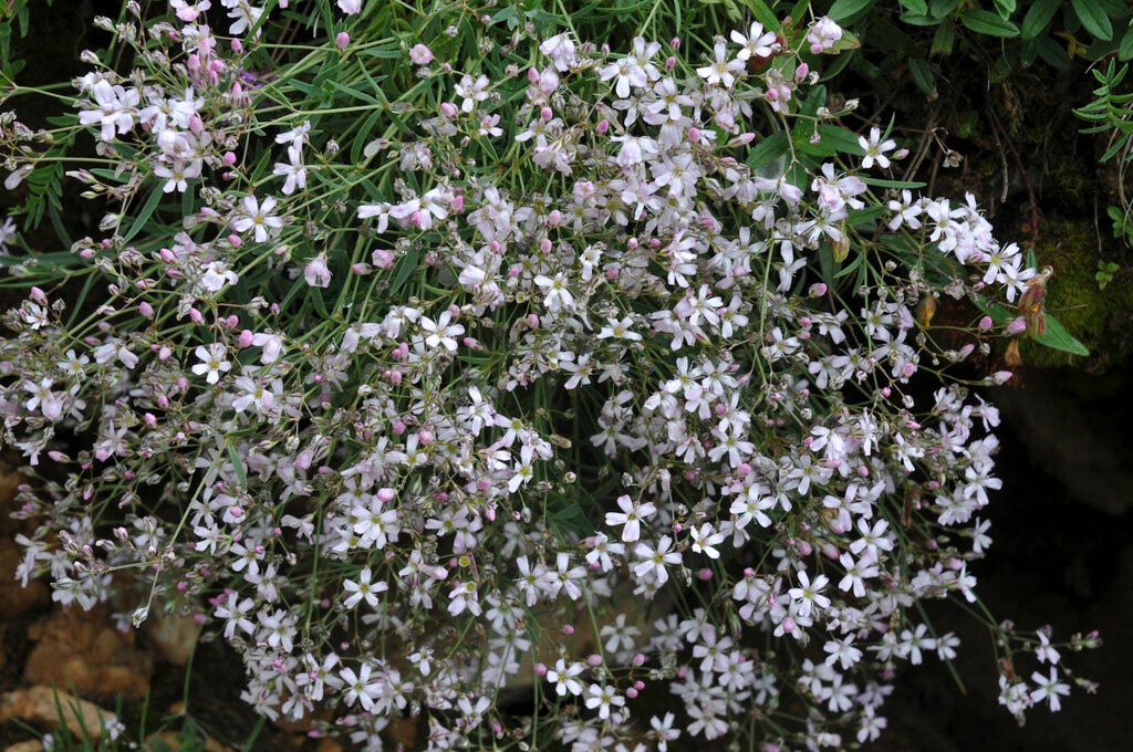 Gipskruid (Gypsophila repens)