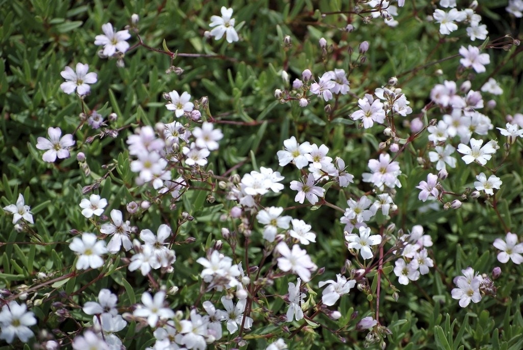 Kruipend gipskruid (Gypsophila repens 'Alba')