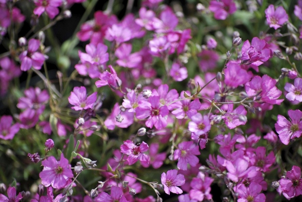 Gipskruid (Gypsophila repens 'Rosa Schonheit')