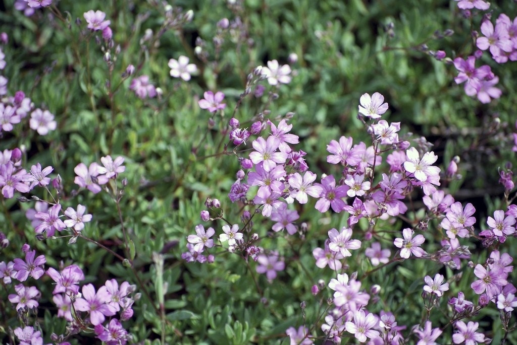 Gipskruid (Gypsophila repens 'Rosea')