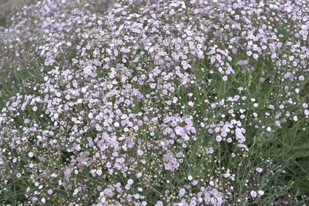 Gipskruid (Gypsophila 'Rosenschleier')