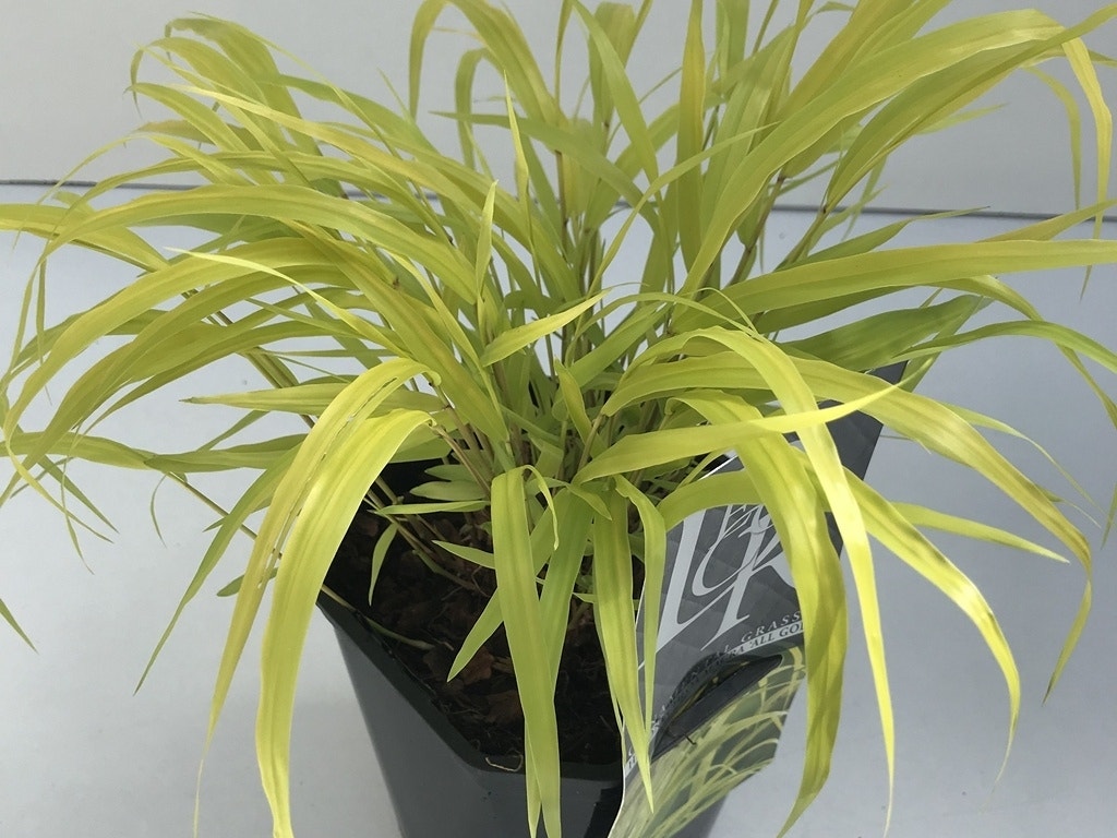 Japans berggras (Hakonechloa macra 'All Gold')