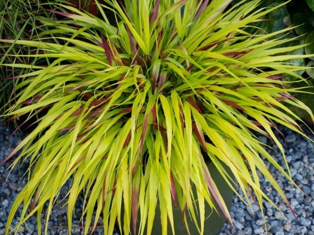 Japans berggras (Hakonechloa macra 'Sunflare')