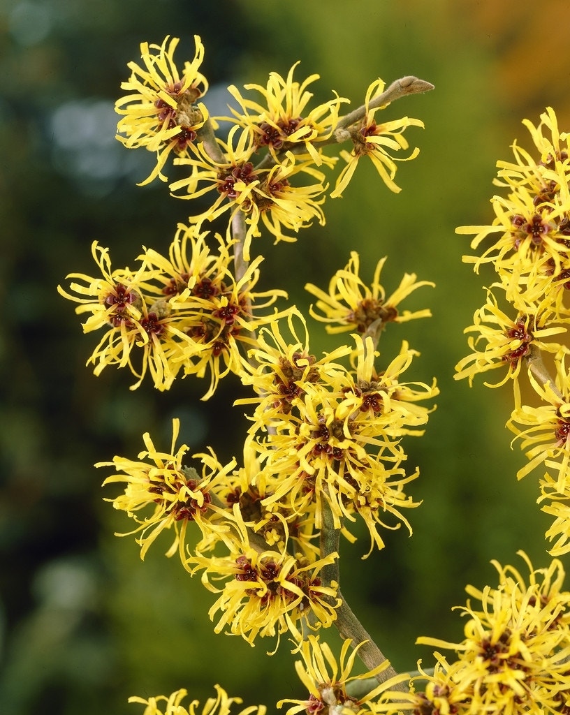 Toverhazelaar (Hamamelis mollis)