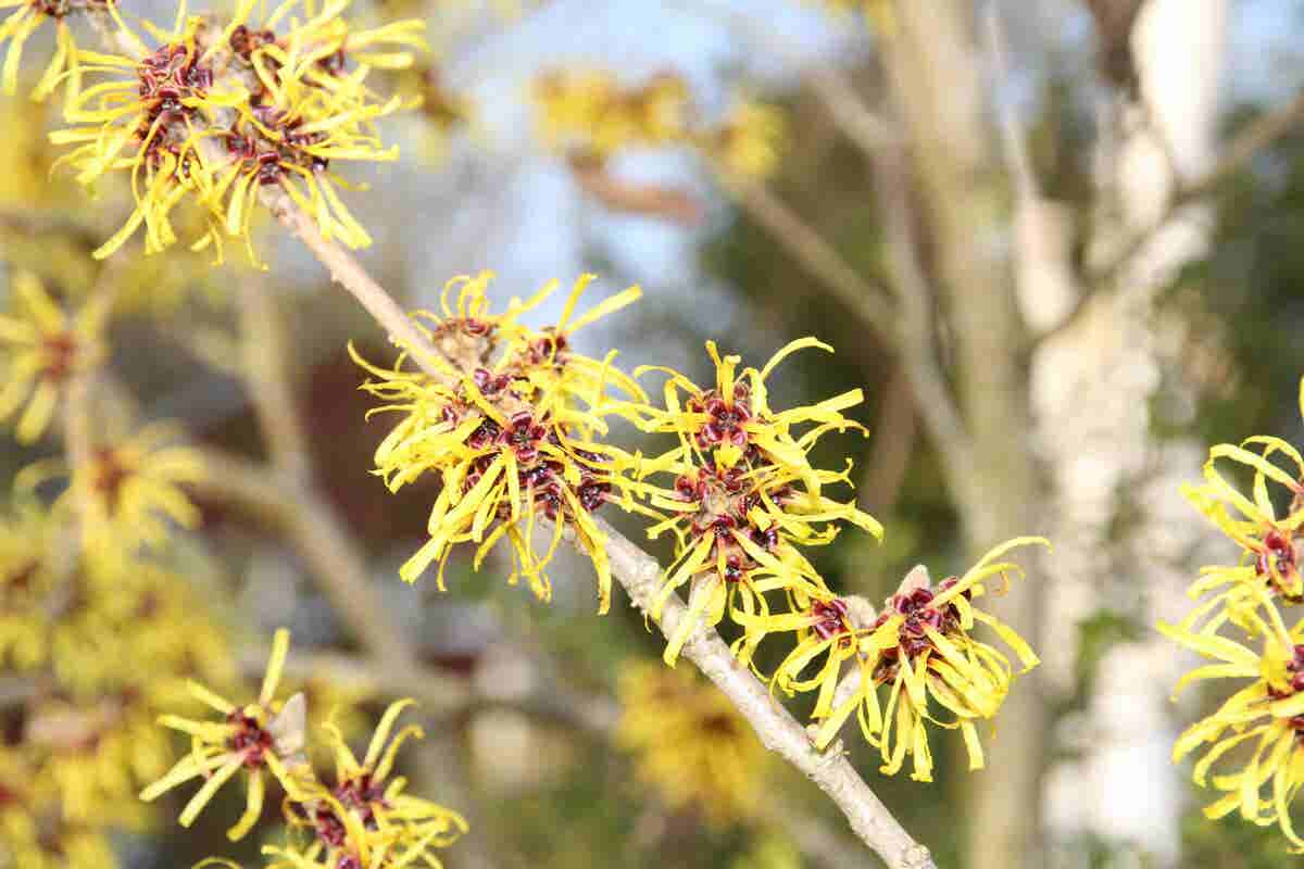 Toverhazelaar (Hamamelis mollis 'Pallida')