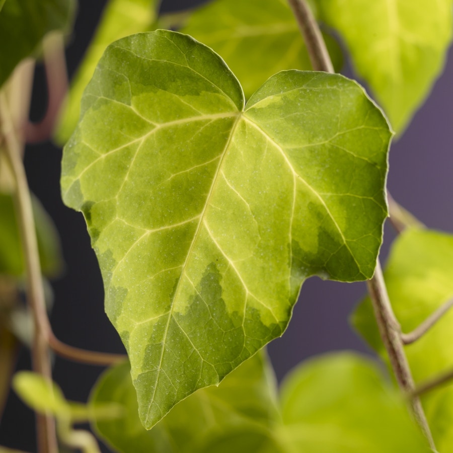 Kaukasische Klimop (Hedera colchica 'Sulphur Heart')