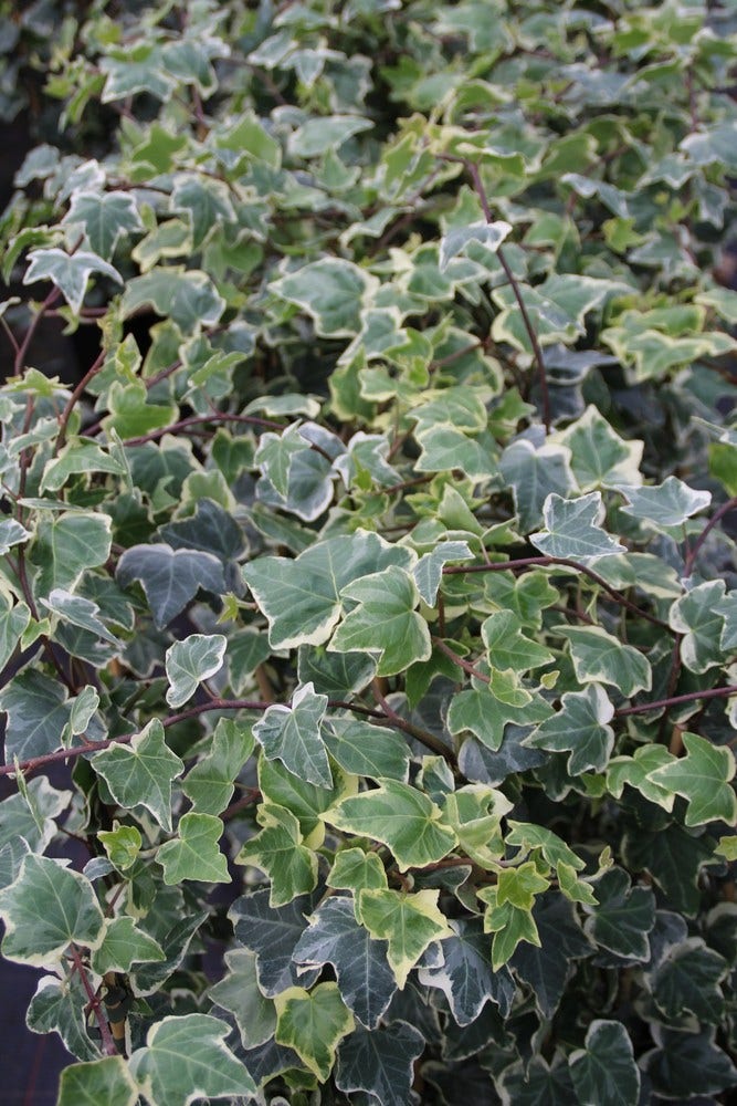 Klimop (Hedera helix 'Glacier')