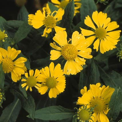 Zonnekruid (Helenium 'Kanaria')