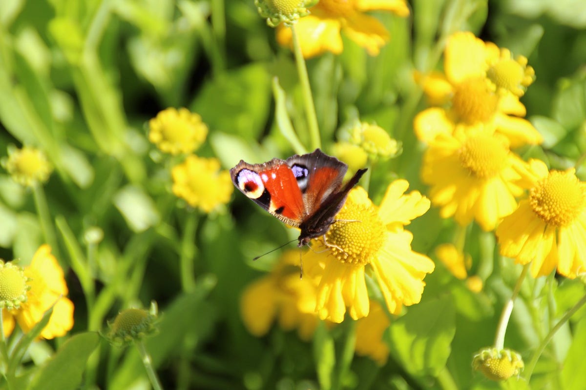 Zonnekruid (Helenium autumnale 'Pumilum Magnificum')